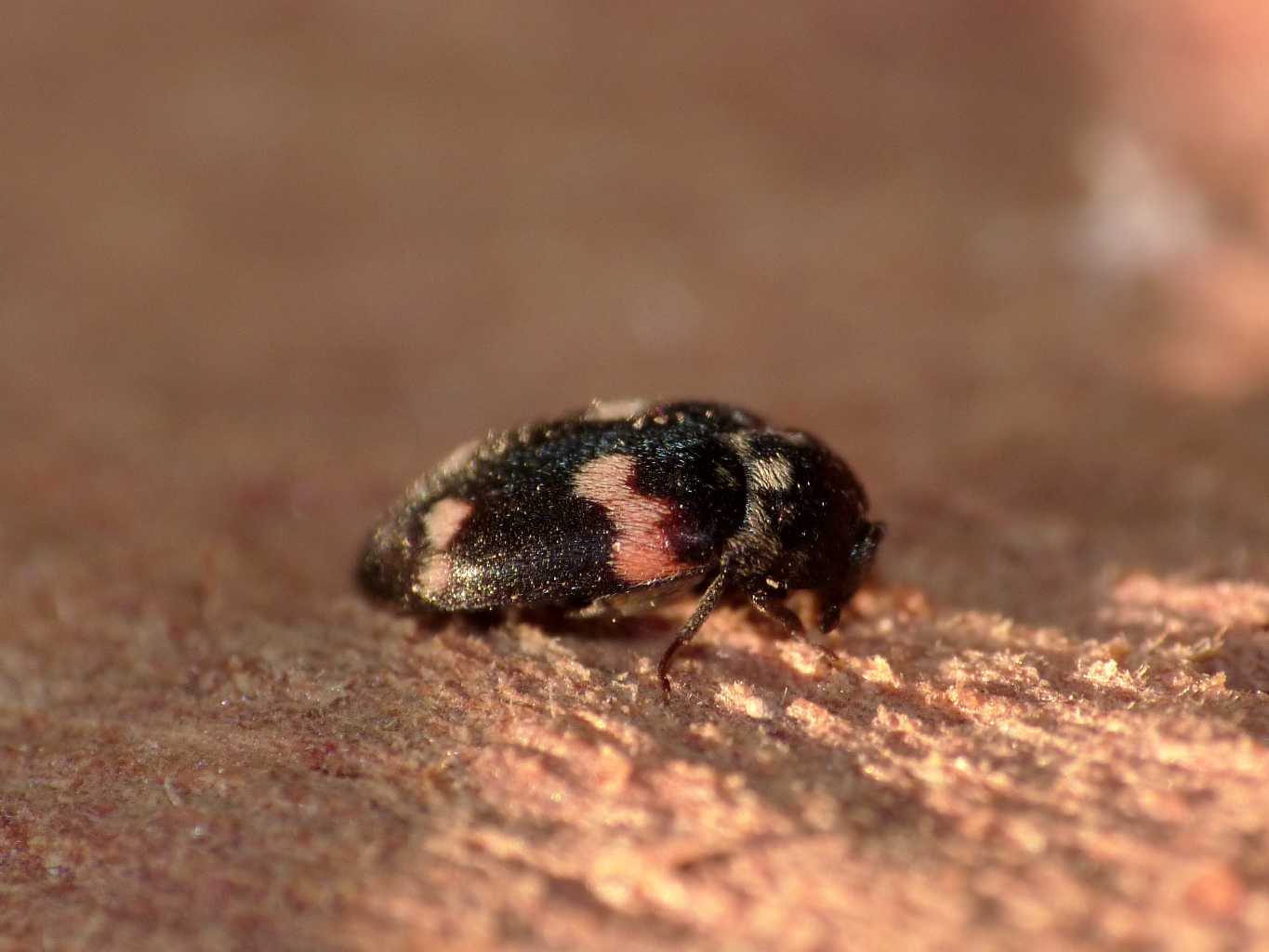 Attagenus adulto e larva? No. Megatoma undata
